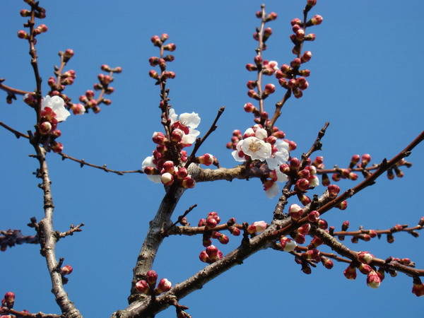 Sviluppo vegetale dell'' albicocco Prunus armeniaca